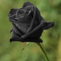 Blackrose