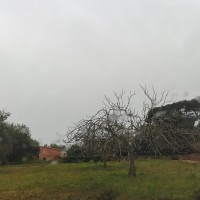 Calitro